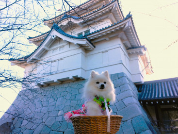 関宿城に お出かけちまちた
クリスマスコーデで
ツーショットなのなの(^_-)-☆