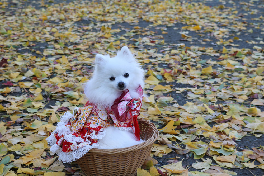 浅草　浅草寺の紅葉
黄色 うちゅくち（美しい）