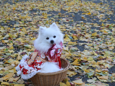 浅草　浅草寺の紅葉
黄色 うちゅくち（美しい）