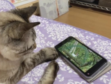 華ちゃん，今，スマホで勉強中
ちょっと，静かにしてね🐱
