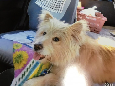 今日のドライブどこに行くの？
車が大好き🐶🐶楽しいなぁ〜❤️❤️❤️❤️