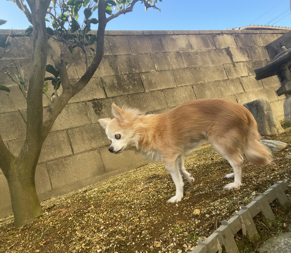 ぽかぽか土の感触☺️🐾