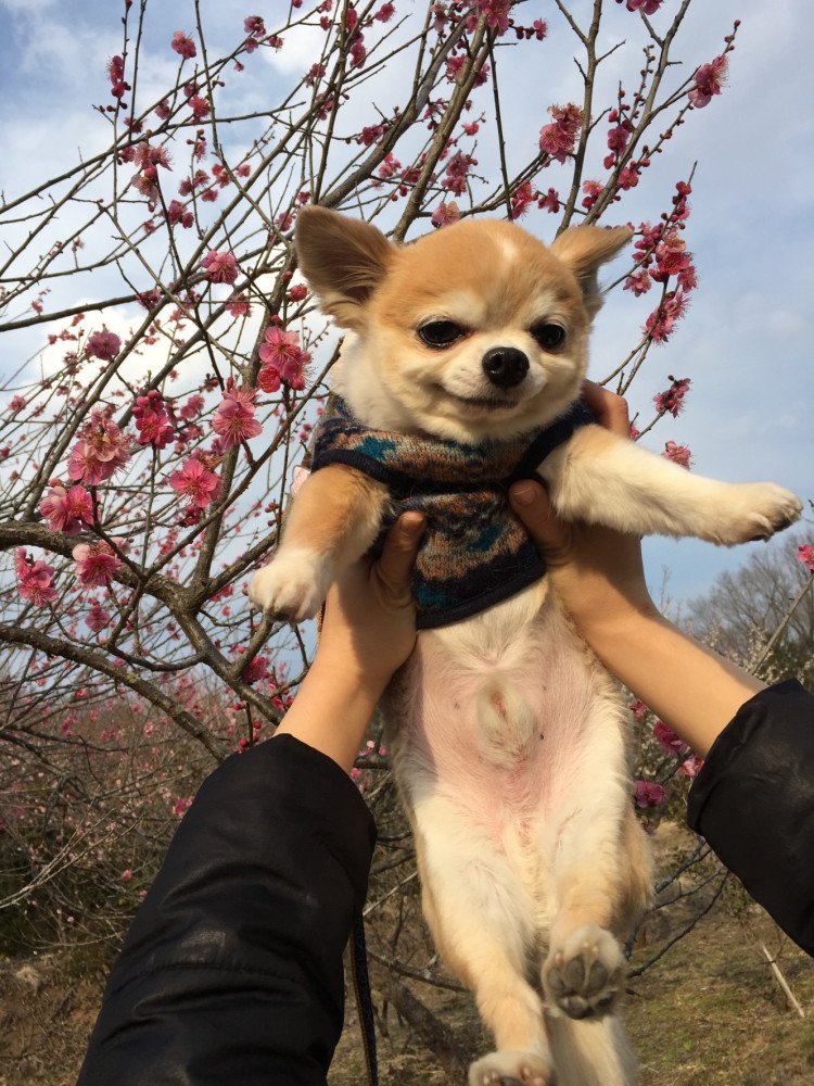 紅梅をバックに，ママさん，撮ってくれよ🐶🩷🩷🩷🩷🩷