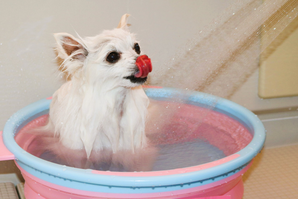 お風呂じゃぶじゃぶ🚿
気持ちいいね(*^-^*)