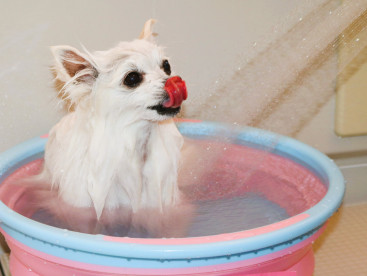 お風呂じゃぶじゃぶ🚿
気持ちいいね(*^-^*)