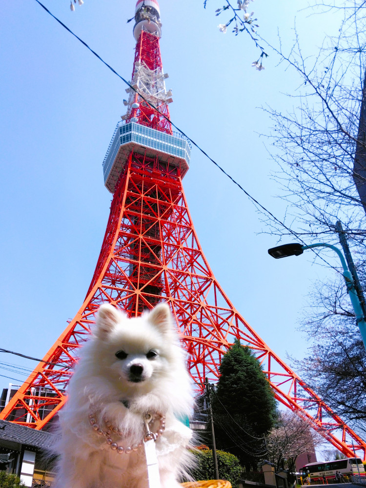 お上りさん　　
東京タワーを見てきまちたぁ～(*^-^*)