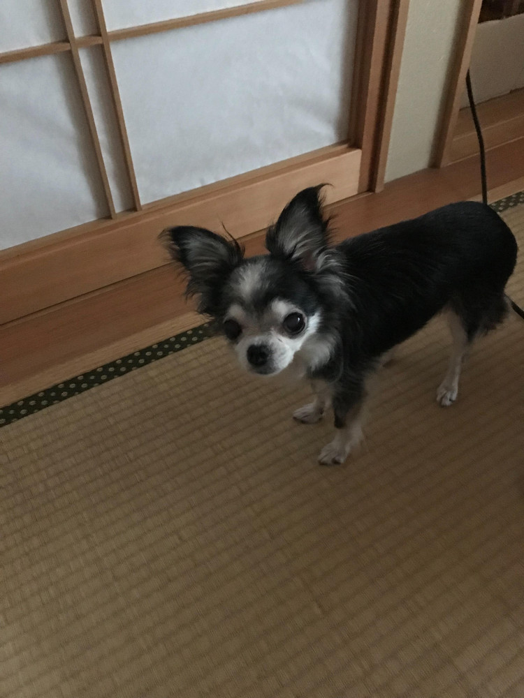 ねぇ〜ママ，何処⁉️
あぁ。レモン見っけたよ🐶💕