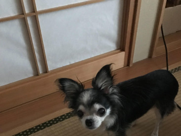 ねぇ〜ママ，何処⁉️
あぁ。レモン見っけたよ🐶💕