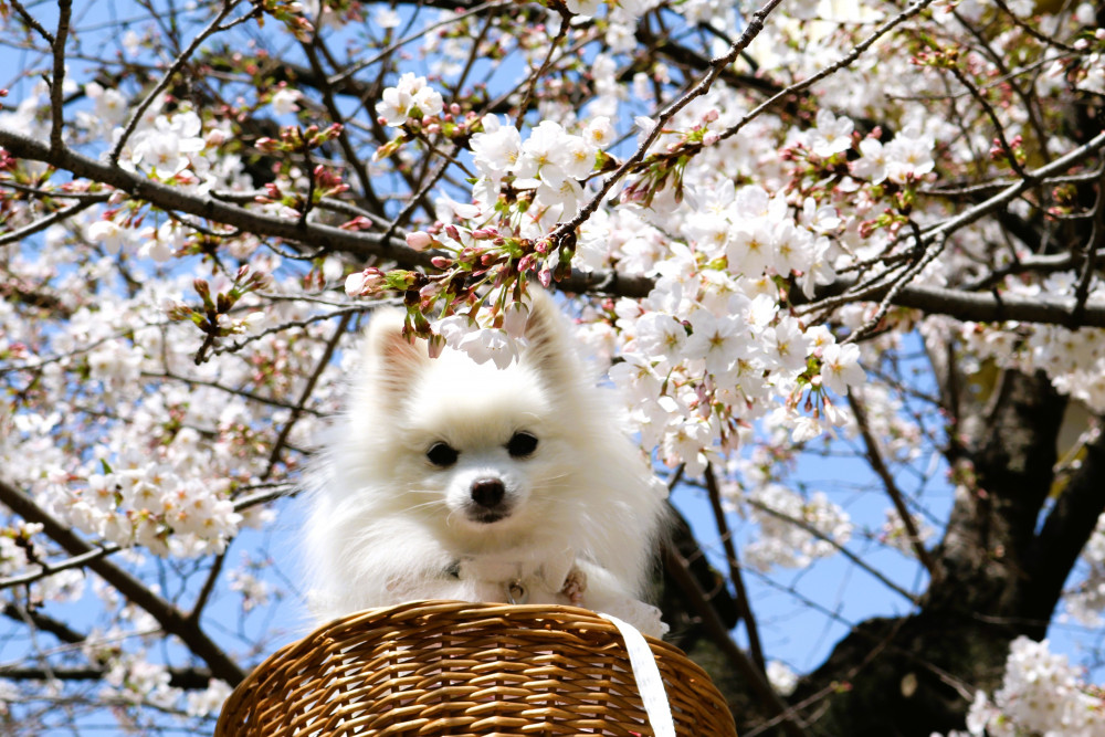 麻布の桜は 満開🌸　（めるも地方は あとちゅこちで満開でちゅ🌸）