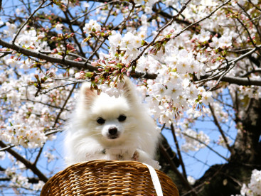 麻布の桜は 満開🌸　（めるも地方は あとちゅこちで満開でちゅ🌸）