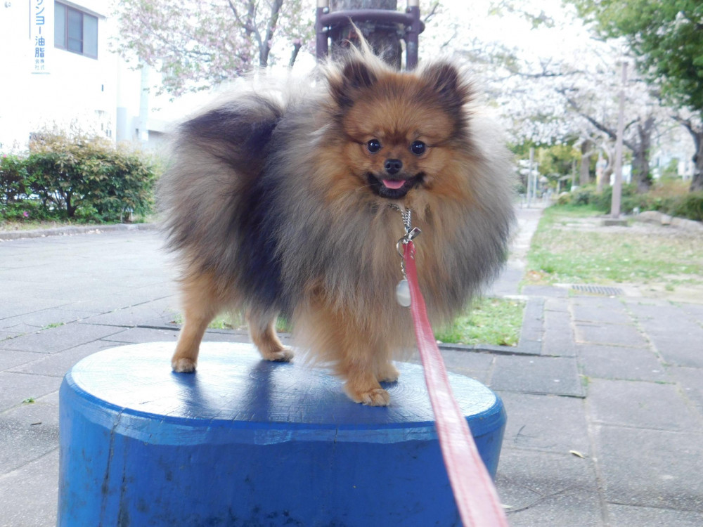 さくら満開だよ