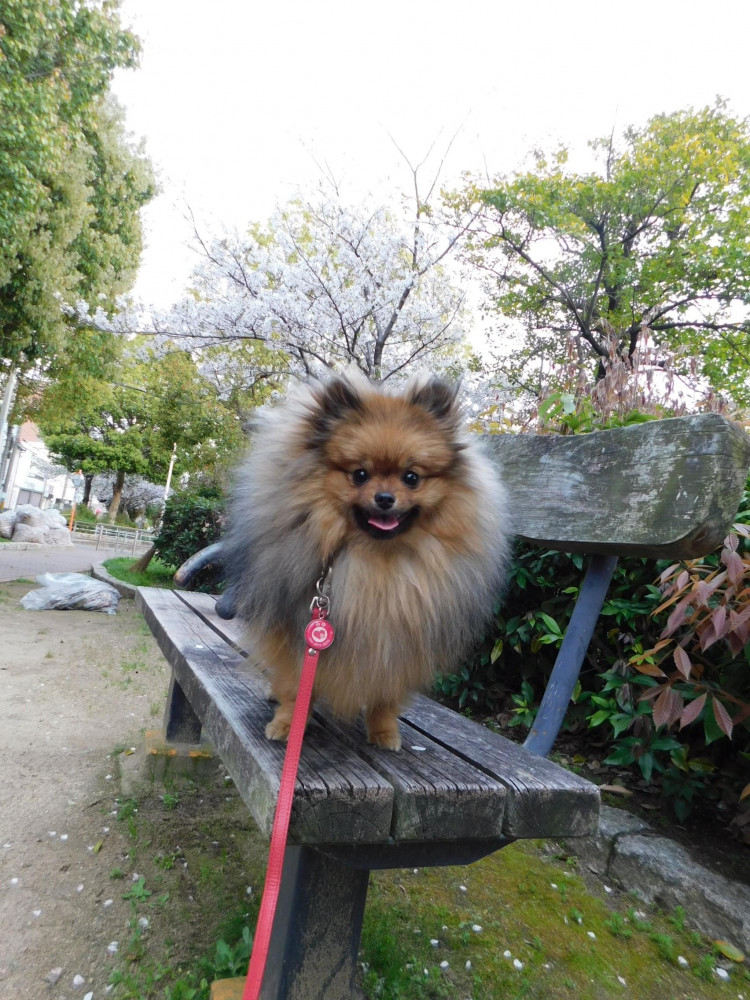 いつも公園がキレイなの。
お掃除さんにあいさつは忘れないよ。