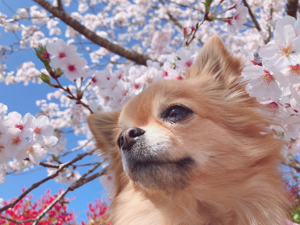 お花見🌸散歩🐶💖
桜🌸満開🌸とっても綺麗だったね☺️💕