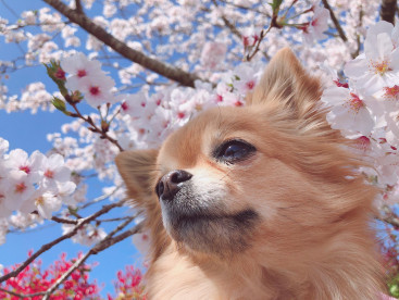 お花見🌸散歩🐶💖
桜🌸満開🌸とっても綺麗だったね☺️💕