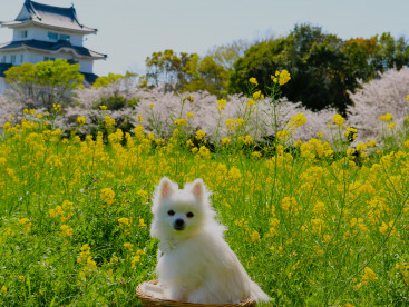 お城と桜と菜の花と✿