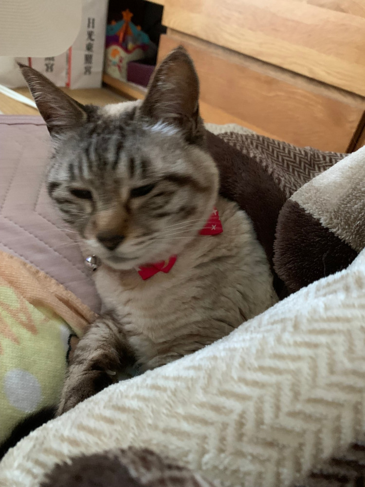 お仕事なんだね。
しかたない。華，眠いけど，起きるか⁉️
目が開かない💤