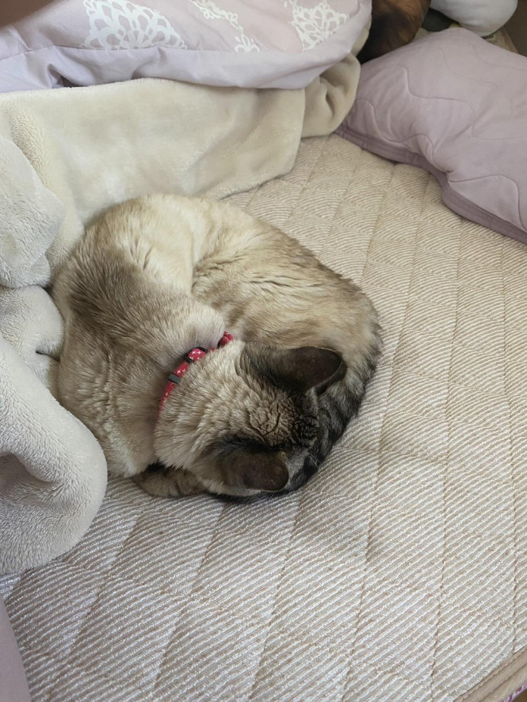 むーちゃんママの温もり感じ、熟睡💤
