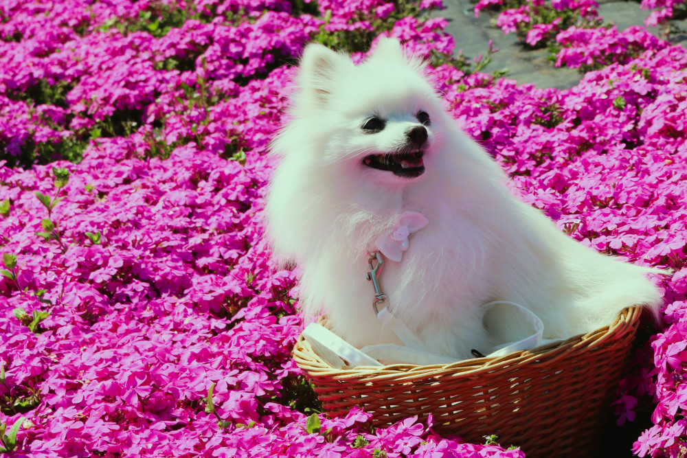 芝ざくらの ピンクに埋もれてきまちた🌺
