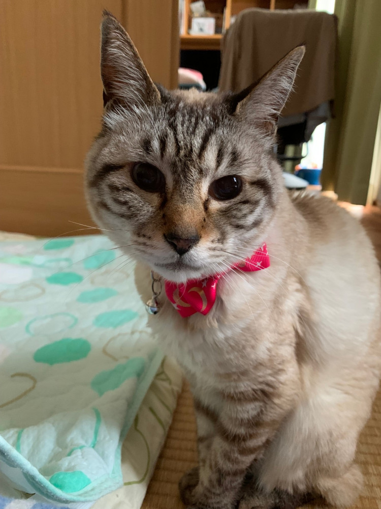 今日の華ちゃん，早起き，ご飯催促してます。早く起きてよ。ママさん🐱🐱