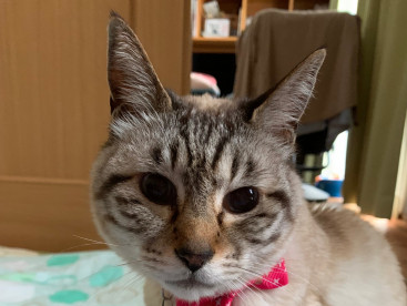 今日の華ちゃん，早起き，ご飯催促してます。早く起きてよ。ママさん🐱🐱