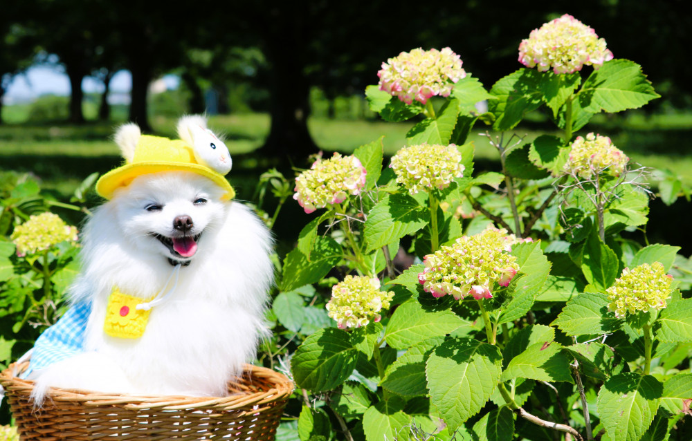 紫陽花
カントでわ
まだちょっと早いですね❀