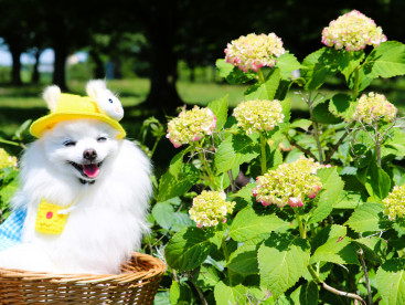 紫陽花
カントでわ
まだちょっと早いですね❀