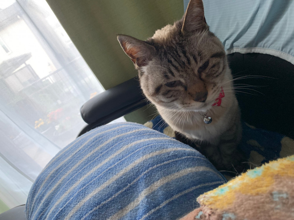 ママの仕事で，起こされた華🐱
だけど，まだ寝ていたいよ〜😿