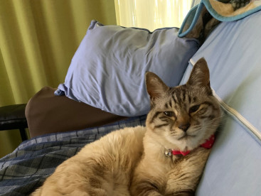 ママがいるから安心の華ちゃんでーす🐱❤️🩷❤️🩷❤️🩷