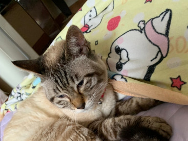 ママさん，もう起きちゃうの⁉️
華、ちょっぴり淋しいなぁ〜😿