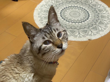 華ちゃん，ママと遊びたいなぁ〜❗️
可愛い🩷❤️🩷。