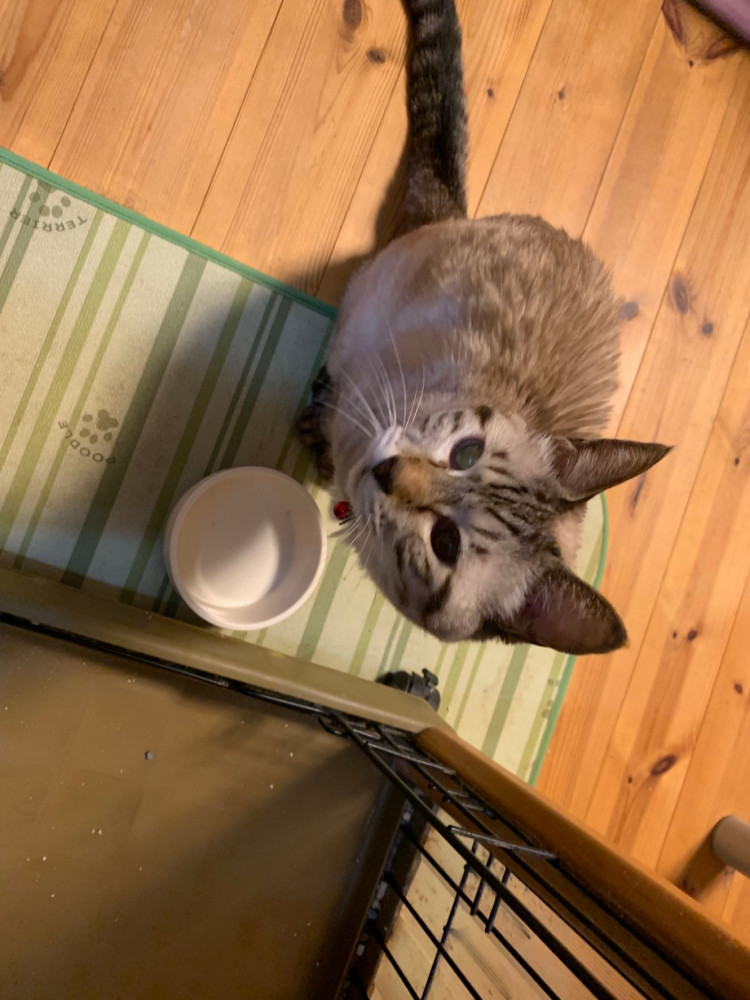 お腹空いたよ。華ぺこぺこなのよね🐱🐱