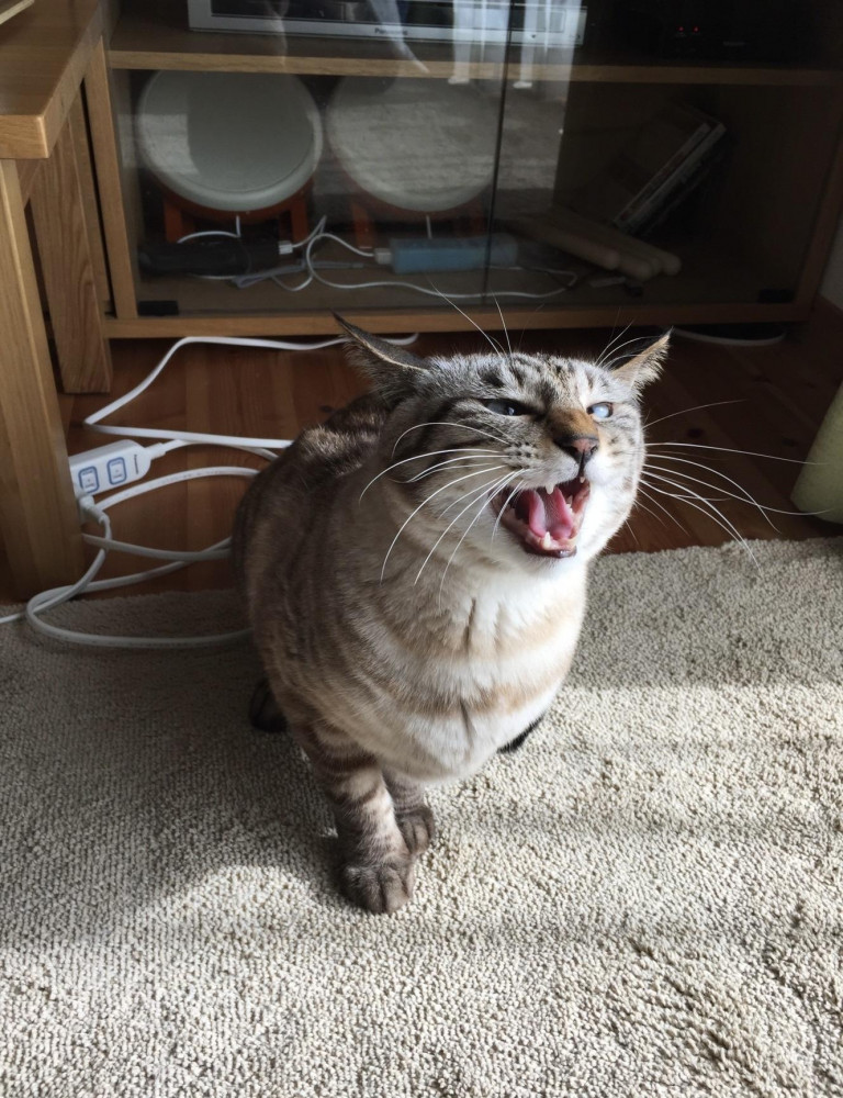 華，ご機嫌斜めなのです。にゃー🐱