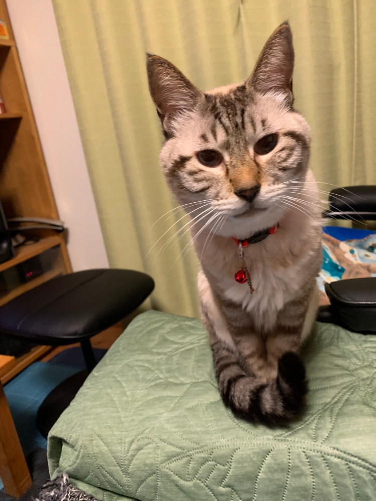 華もう眠いヨ〜❗️
朝早いんだから布団に入ろうよ🐱🐱