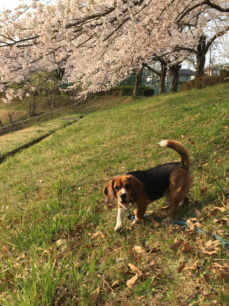 花よりだんご！🌸には全く興味のないジョン🐶です。