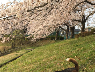 花よりだんご！🌸には全く興味のないジョン🐶です。