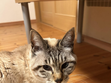 華ちゃん❗️どうしたの⁉️何か欲しいの⁉️