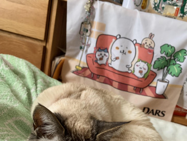 ママのお布団が華ちゃんの寝床です。
気持ちいいにゃァ〜🐈