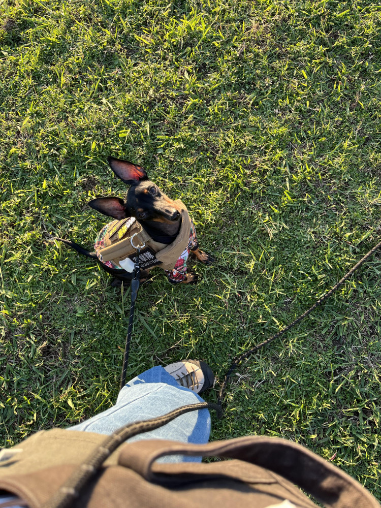 10月🌕だいぶ涼しくなってきた！
お散歩夕方にできるようになったよ🐕