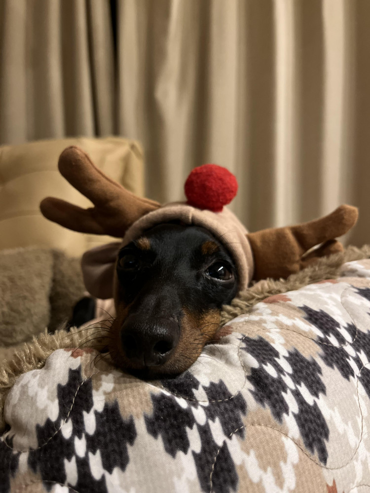 12月🎄Happy holiday✨みんなあったかくして過ごしてね😘