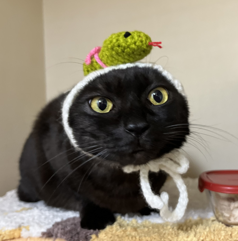 キキちゃんもヘビさん被りました！ちょっと笑えるキキちゃんです😸