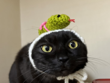 キキちゃんもヘビさん被りました！ちょっと笑えるキキちゃんです😸