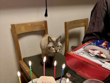 明けましておめでとう御座います🎉
クリスマスケーキを前にしての華ちゃんでーす🩷❤️🩷❤️🩷❤️