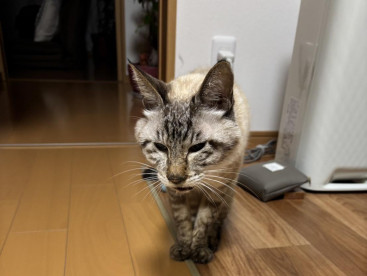 華ちゃん，おやつ，食べたいなぁ〜‼️