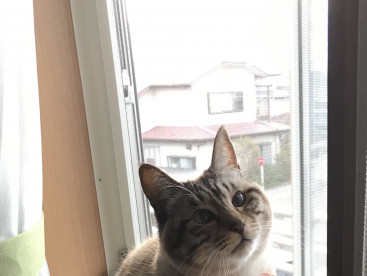 日向ぼっこしてる華ちゃん‼️氣持ち良いね👍