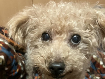 今日もお仕事のパパさん，エル，お利口さんで待ってるからね🐶🐶