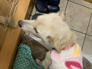 お久しぶりのクウです。
僕の可愛い服見てよ🐶🩷🩷🩷