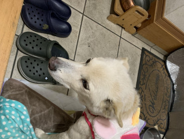 寒いね。ママからのプレゼント🎁です。
あったかい〜‼️ありがとう🐶