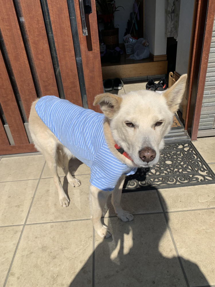 ポカポカ陽気，最高気分た🐶