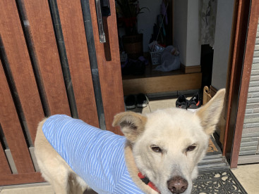 ポカポカ陽気，最高気分た🐶