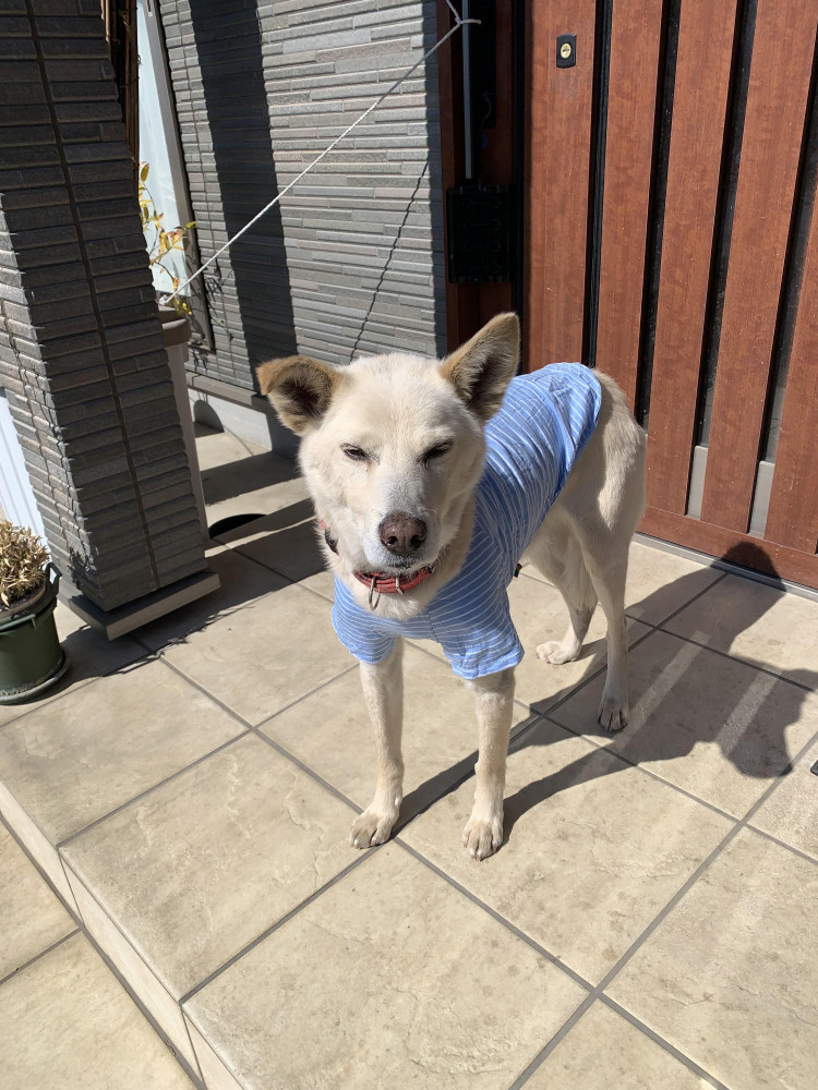 ポーズこんな感じで良いかなぁ〜⁉️
ちょつた眩しいけど🐶🩵🩷🩵🩷🩵